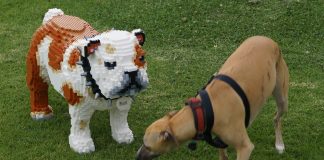 LEGO Bulldog